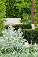 The Laurent-Perrier Garden - Clipped Yew hedges with Verbascum bombyciferum and Iris 