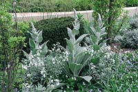 The Laurent-Perrier Garden, Verbascum bombyciferum polarsommer with Matthiola incana