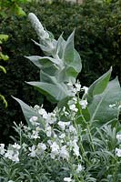 Lychnis coronaria 'Alba' with Verbascum bombyciferum 'Polarsommer' and clipped Yew hedges. Laurent-Perrier Garden
