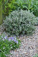 Clipped Teucrium fruticans with Viola surrounded by pebbles - Laurent-Perrier Garden
