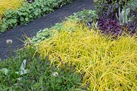 The SeeAbility Garden, planting with golden Carex