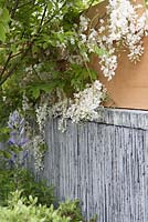 The SeeAbility Garden. Detail of low slate wall with Camassia caerulea and Wisteria Floribunda alba. 