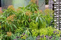 The SeeAbility Garden, RHS Chelsea Flower Show 2013 - Euphorbia mellifera with Euphorbia cornigera 'Goldener Turm'