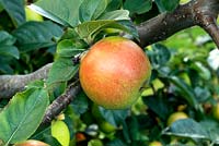 Malus - Apple 'Blenheim Orange'