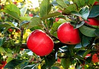 Malus - Apple 'Discovery', growing on tree 3