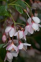 Styrax japonicus 'Pink Chimes'