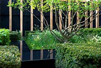 Hedging of Fagus sylvatica, Buxus sempervirens and Taxus baccata below Corylus avellana in The Telegraph Garden designed at the RHS Chelsea Flower Show 2013