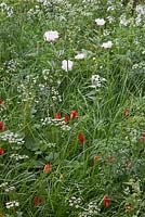 Planting combination of Tulipa sprengeri, Paeonia 'Krinkled White', Heuchera sanguinea 'White Cloud' and white umbellifers. The Telegraph Garden, RHS Chelsea Flower Show. 