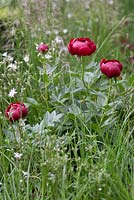 The Daily Telegraph Garden with Paeonia 'Buckeye Belle' - Peony and Lychnis flos-cuculi 'White Robin', Chelsea Flower Show 2013