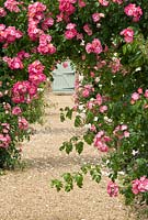 Rosa 'American Pillar' on a Rose arch at  Langham Herbs, Walled Garden, Suffolk. July