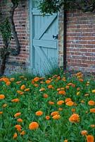 Calendula officinalis - Pot marigolds by a duck egg blue door at Langham Herbs, Walled Garden, Suffolk. June