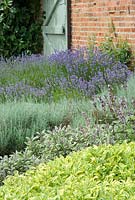 Lavandula - lavender and Salvia - sage at Langham Herbs, Walled Garden, Suffolk. July