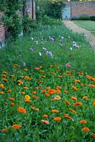 Calendula officinalis - Pot marigolds with Cosmos in the cutting border at Langham Herbs, Walled Garden, Suffolk. June