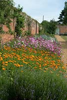 Lavandula, Calendula officinalis - Pot marigolds with Cosmos, Lavender and Centaurea cyanus - Cornflower with fruit frees in the cutting border at Langham Herbs, Walled Garden, Suffolk. June