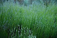 Lavandula - lavender at Langham Herbs, Walled Garden, Suffolk. June