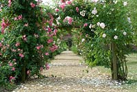Rose arches with Rosa 'New Dawn' and Rosa 'American Pillar' at Langham Herbs, Walled Garden, Suffolk. July