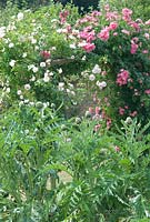 Cynara cardunculus - Cardoons with Rosa 'New Dawn' and Rosa 'American Pillar' on a rose arch at  Langham Herbs, Walled Garden, Suffolk. July