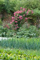 Vegetable garden with Beta vulgaris - beetroot, onions, Cynara cardunculus - Cardoons and Rosa 'American Pillar' on a rose arch at Langham Herbs, Walled Garden, Suffolk. July