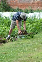 Phil Mizen harvesting lettuce Latuca sativa 'Red Salad Bowl' at Langham Herbs, Walled Garden, Suffolk. July