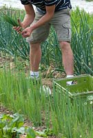 Phil Mizen harvesting Spring Onions at Langham Herbs, Walled Garden, Suffolk. July