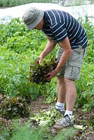 Phil Mizen harvesting lettuce - Latuca sativa 'Red Salad Bowl' at Langham Herbs, Walled Garden, Suffolk. July