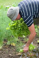 Phil Mizen harvesting lettuce at Langham Herbs, Walled Garden, Suffolk. July