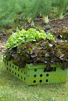 Harvested lettuce including Latuca sativa 'Red Salad Bowl' at Langham Herbs, Walled Garden, Suffolk