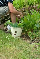 Phil Mizen harvesting Rumex acetosa - Sorrel and herbs at Langham Herbs, Walled Garden, Suffolk. July