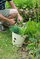 Phil Mizen harvesting Rumex acetosa - Sorrel and herbs at Langham Herbs, Walled Garden, Suffolk. July