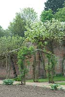 Prepared bed for vegetables in April, young Cardoons and rose arches. Langham Herbs, Walled Garden, Suffolk