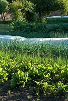Vegetable garden with Beta vulgaris - beetroot and onions at Langham Herbs, Walled Garden, Suffolk. June