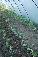 Poly tunnel with Solanum melongena - Aubergine and Cucumis sativus - cucumbers at Langham Herbs, Walled Garden, Suffolk. June