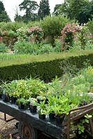 A trolley of herbs in pots for sale - Thymus, chives, lemon balm, Salvia - sage at Langham Herbs, Walled Garden, Suffolk. July