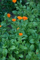 Calendula officinalis - Pot marigolds at Langham Herbs, Walled Garden, Suffolk. June
