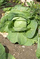 Brassica oleracea - Cabbage at Langham Herbs, Walled Garden, Suffolk. July