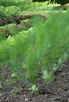 Foeniculum vulgare - fennel at Langham Herbs, Walled Garden, Suffolk. June