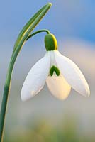 Galanthus 'Bowles Big', Snowdrop, February. Close up portrait of single white flower.
