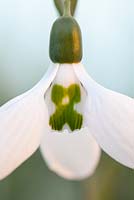 Galanthus Grumpy, Snowdrop. February. Close up portrait of white flower with green markings.