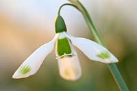Galanthus 'Ivy Cottage Green Tip', Snowdrop. February. Close up portrait of small single white flower.