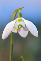 Galanthus Kingston Double, Snowdrop. February. Close up portrait of single white flower.