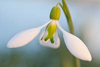 Galanthus Little John, Galanthas. February. Snowdrop. Close up portrait of single white flower.