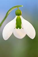 Galanthus 'Merlin' Snowdrop. February. Close up portrait of single white flower.