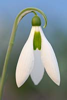 Galanthus Sickle, Snowdrop. February. Close up portrait of single white flower.