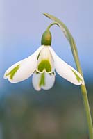 Galanthus Trumps, Snowdrop, February. Close up picture of single white flower.