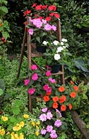 Mildew resistent 'Sunpatiens' Busy Lizzies growing in pots displayed on a step ladder 