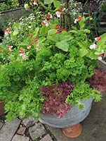 Dwarf runner bean 'Hestia' in flower growing in a galvanised bowl raised up on terracotta pots to deter slugs alongside parsley, Lettuce 'Mazur' and 'Lollo Rossa'