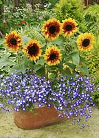 New pollen free dwarf sunflower, Helianthus annuus 'Solar Flash' with its perfect partner, Lobelia 'Waterfall Blue Ice' in a terracotta trough