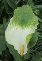 Zantedeschia aethiopica 'Green Goddess' - Green flowered Arum lily