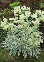 Euphorbia characias 'Tasmanian Tiger' - Variegated spurge 