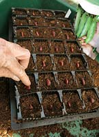 Step by step project. Growing seedlings in Rootrainers - Step 3  Sowing broad bean seeds, one per module for an early crop